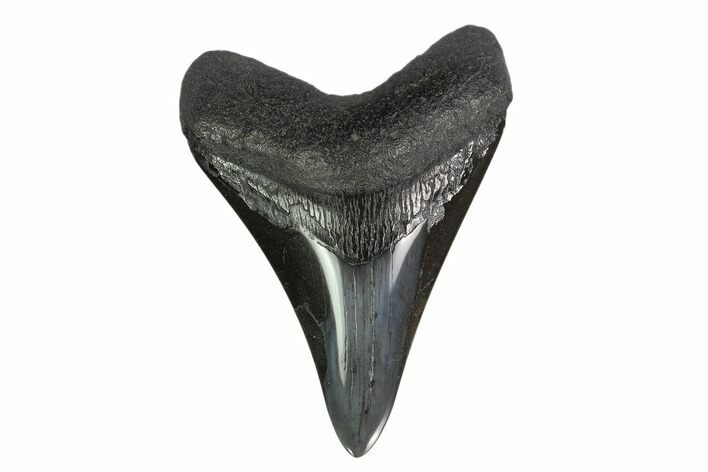 Fossil Megalodon Tooth - Polished Blade #130809